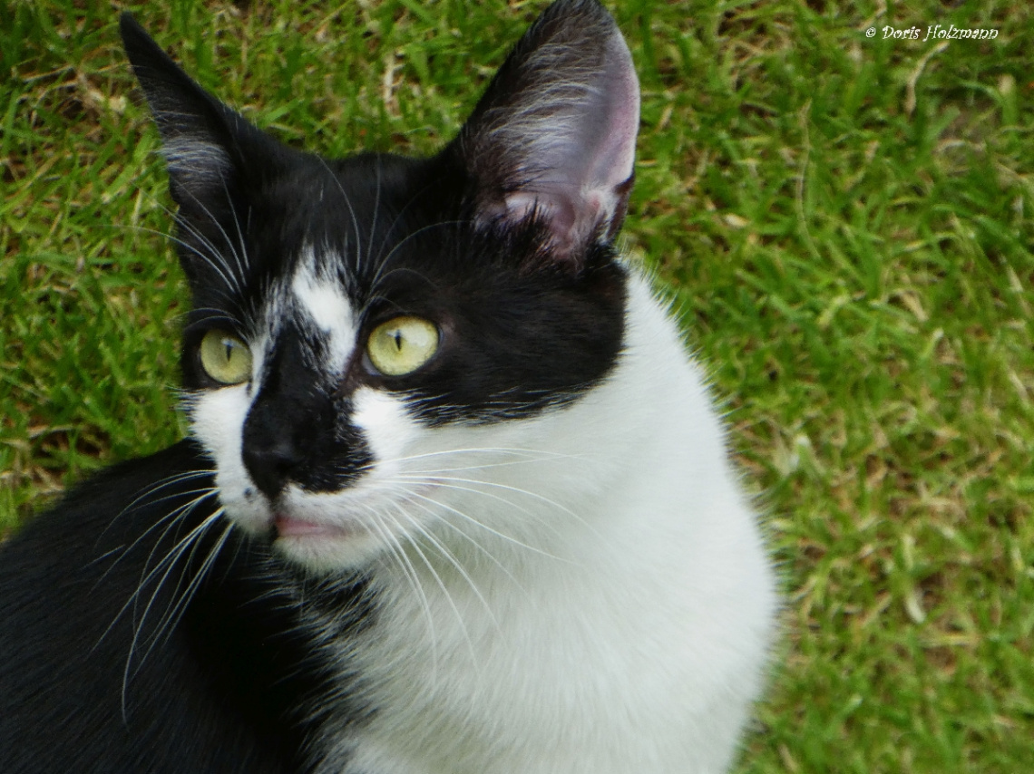 Katze
