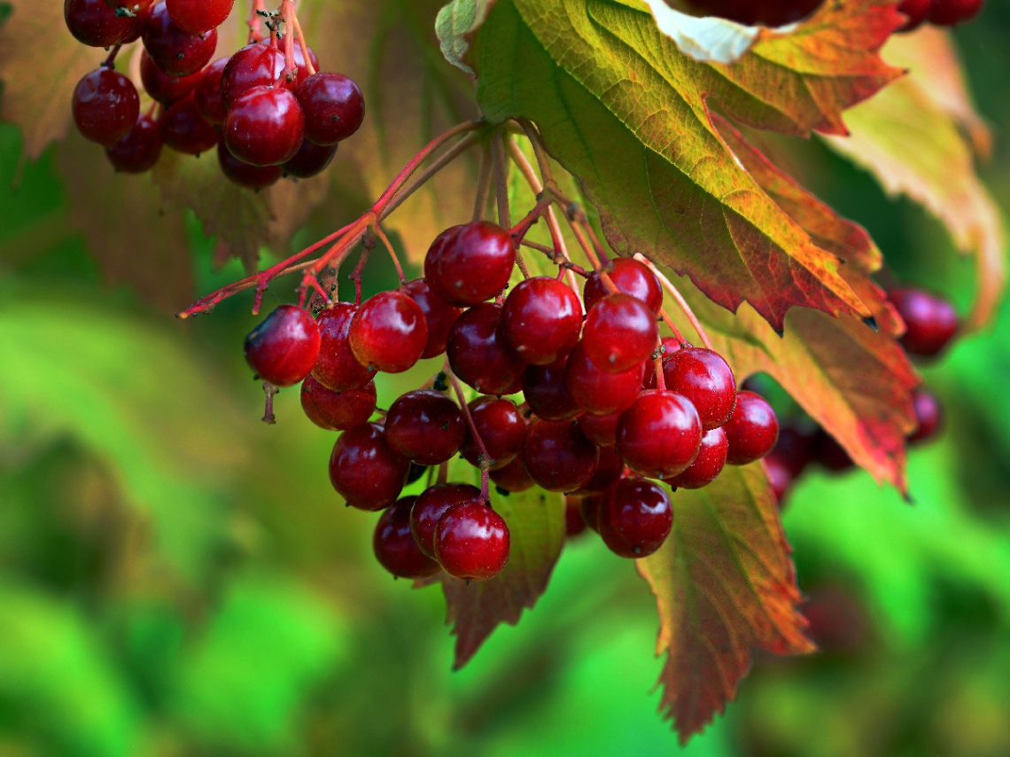 BEEREN