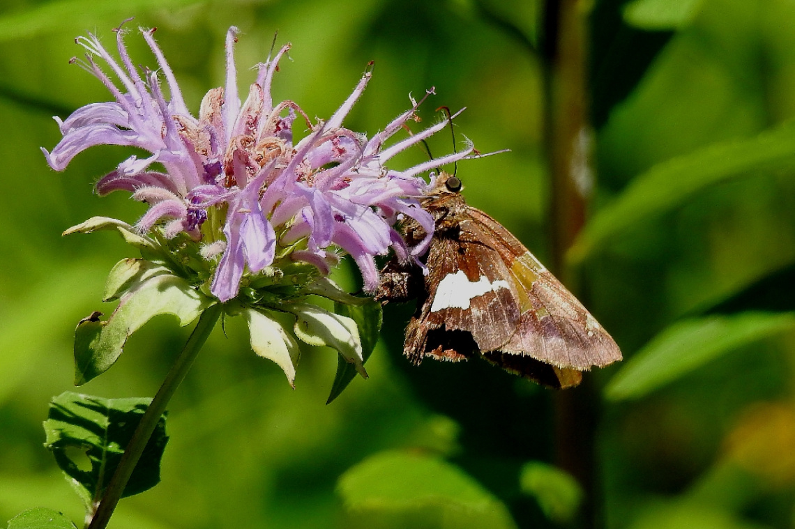Borboleta 