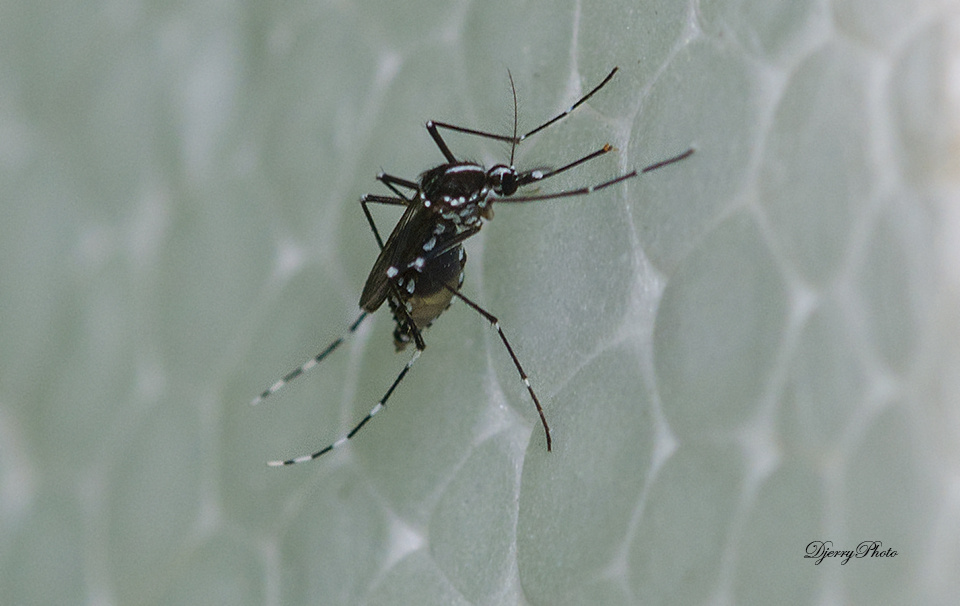mosquito