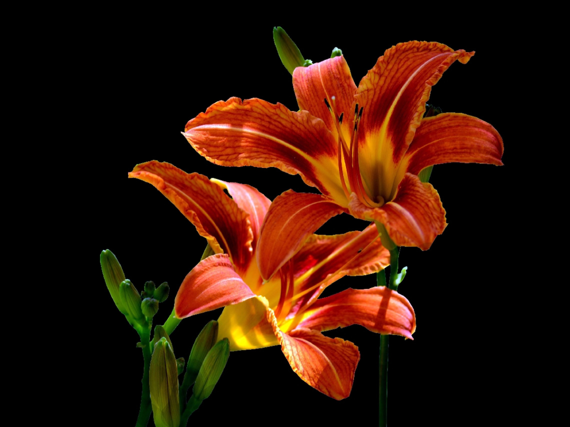 BLÜTEN
