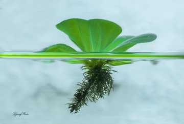 Water plants