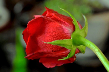 Red Velvet 3