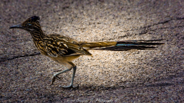 Beep Beep!!  An Arizona Roadrunner