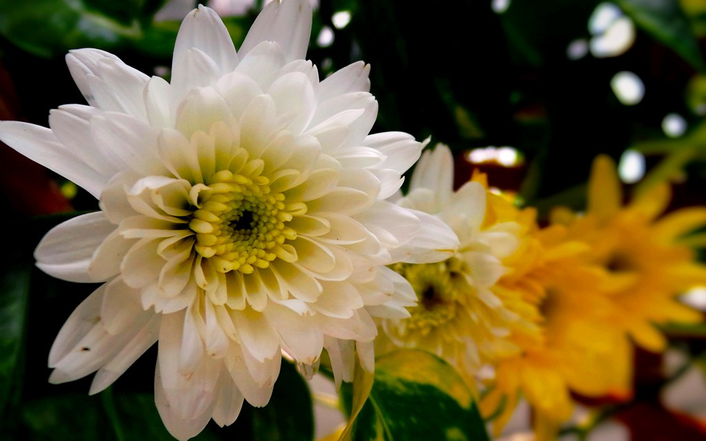 Seasonal Bloom 2