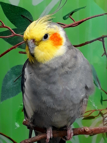Calopsita 