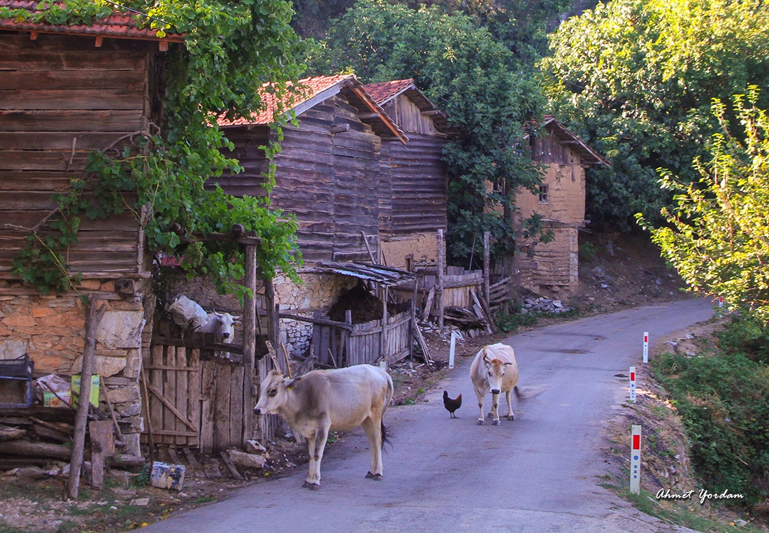 Taşra 