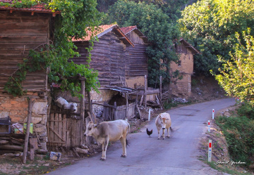 Taşra 