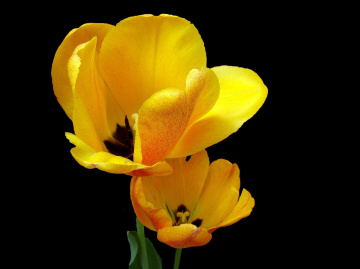 BLÜTEN