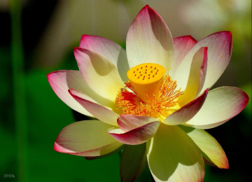 Lotus