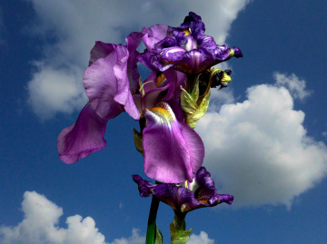 BLÜTEN