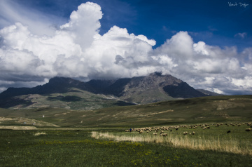 Pastoral