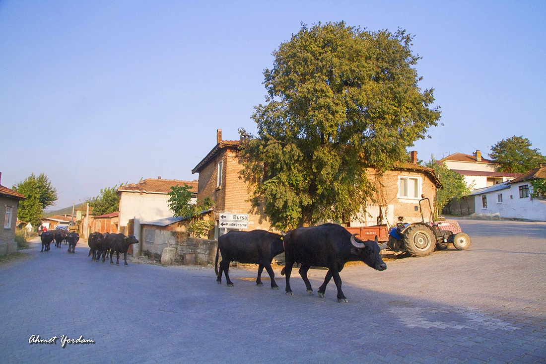 Taşra