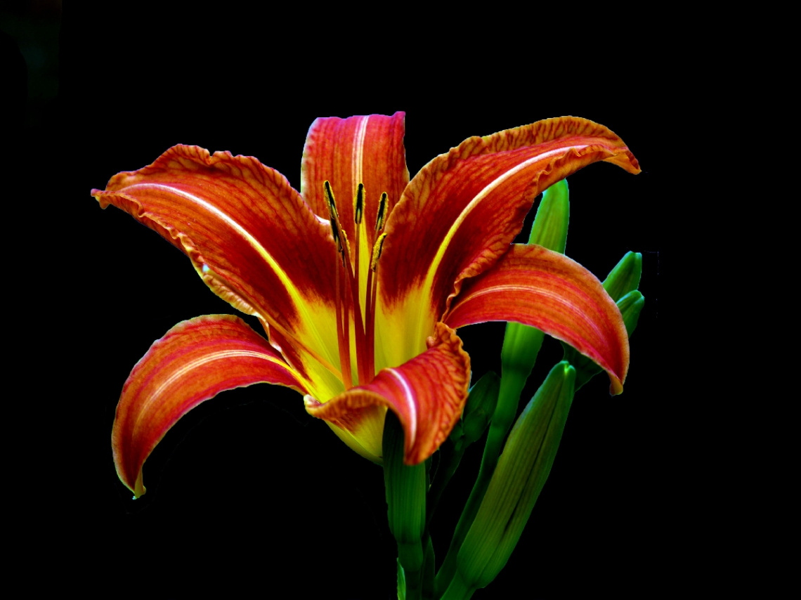 BLÜTE