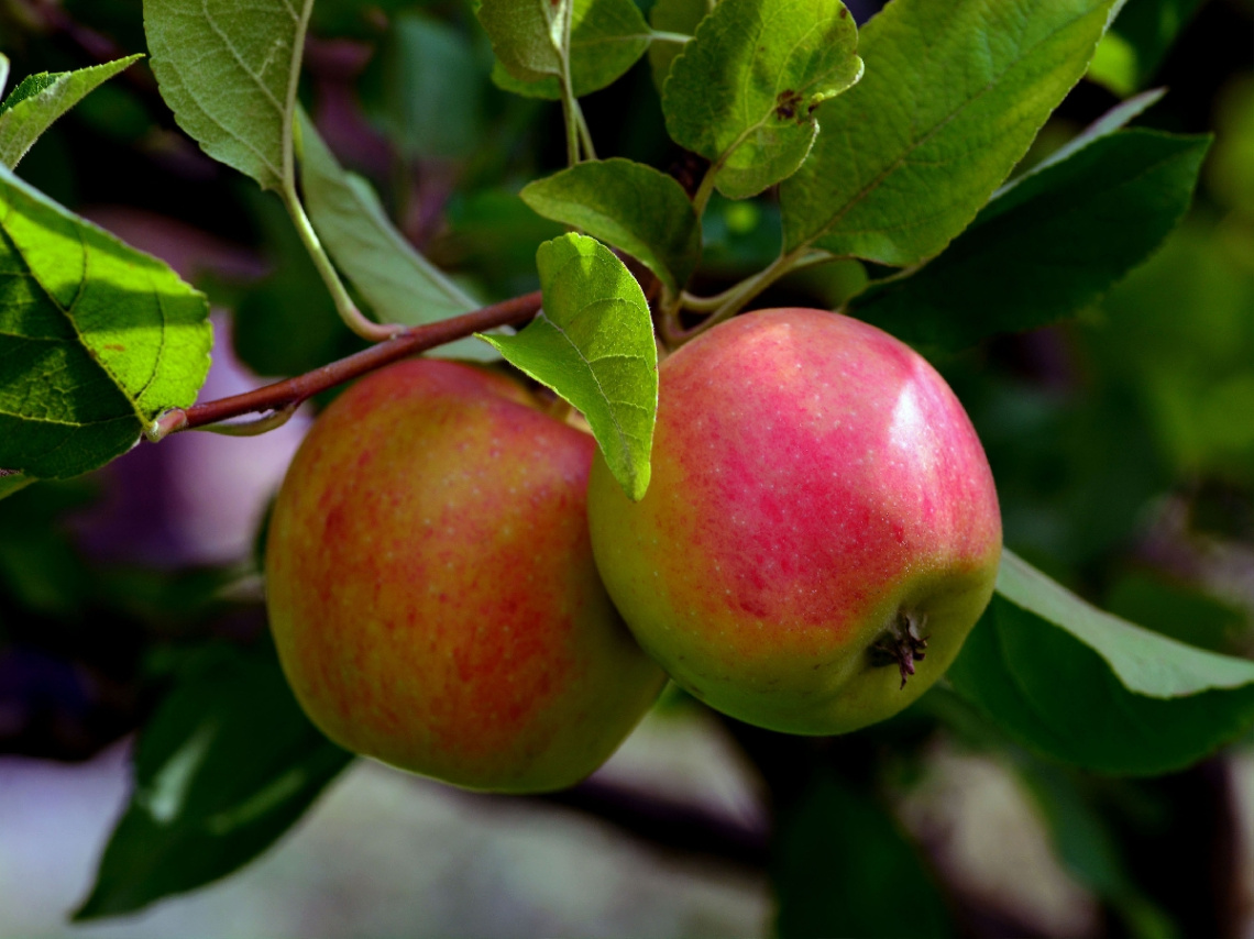 ÄPFEL