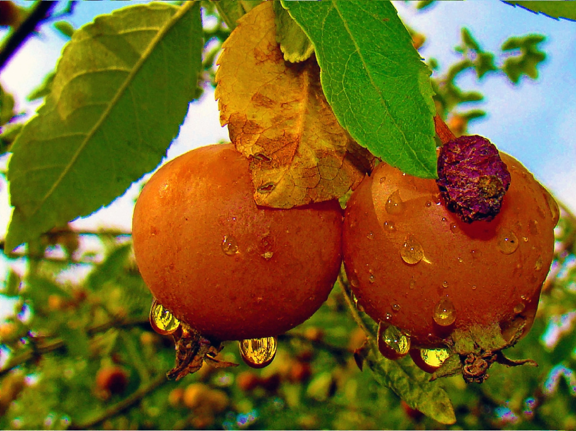 REGENTROPFEN