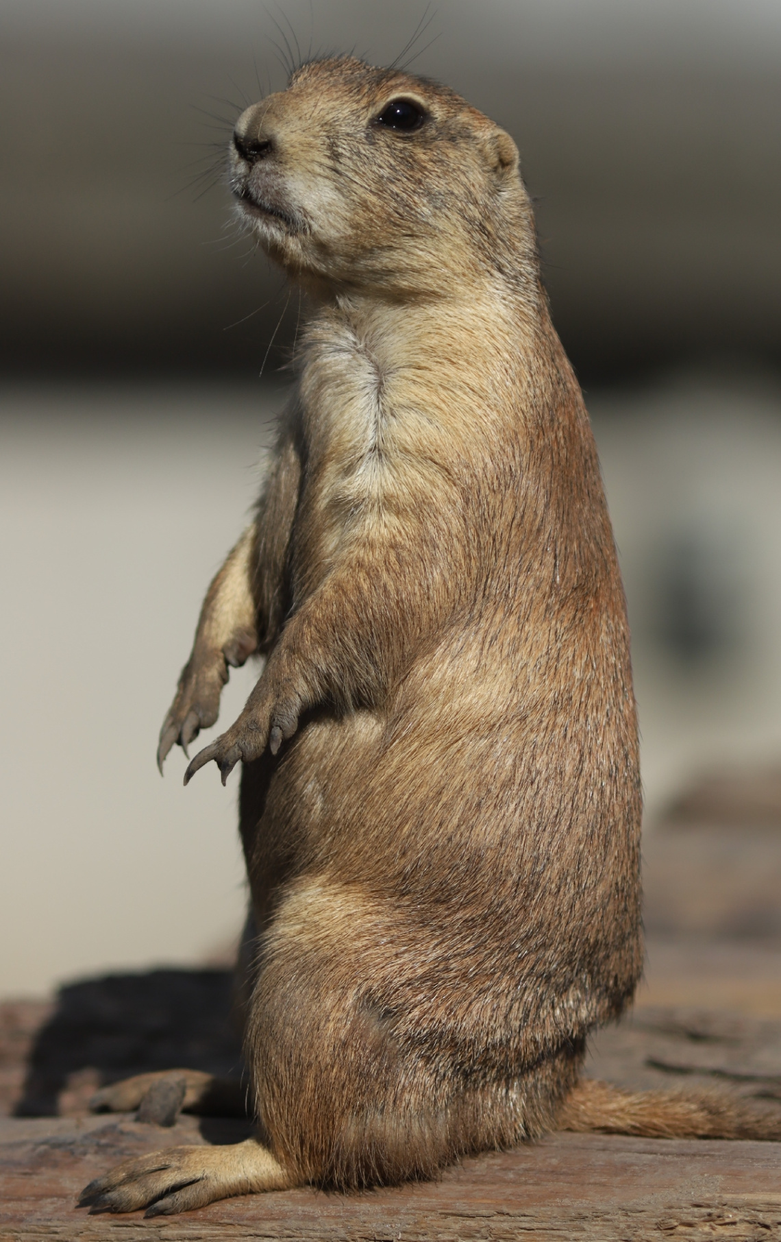 Black -tailed Praire Dog On A Hot Summerday