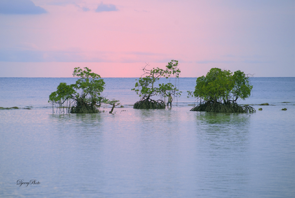Mangrove