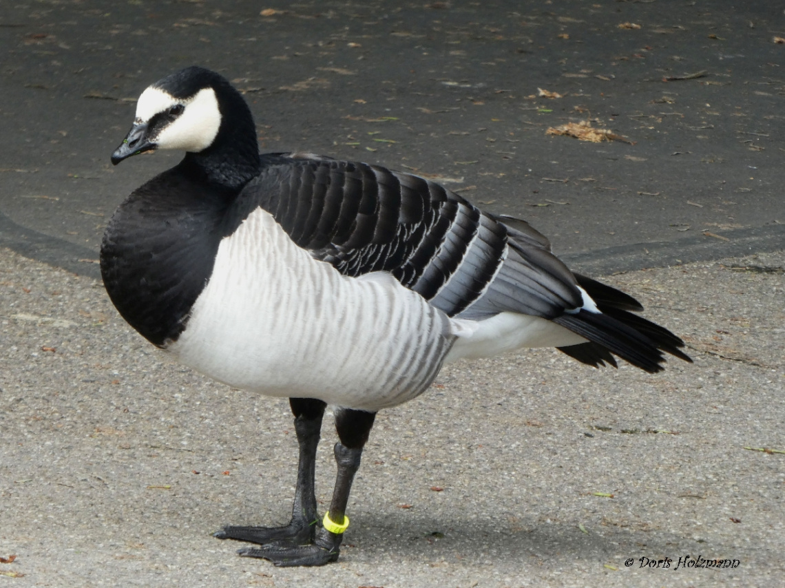 Gans
