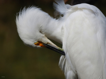 Egretta thula