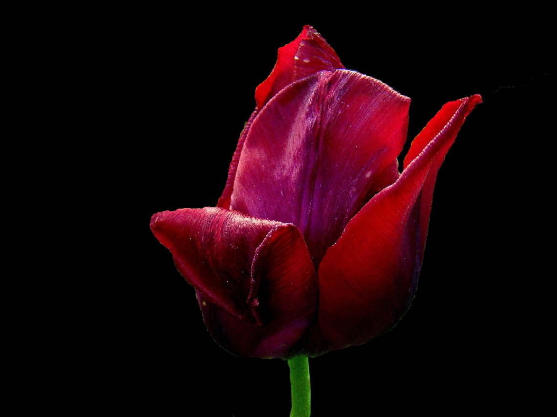 BLÜTE