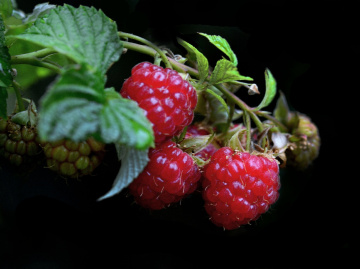 HIMBEEREN
