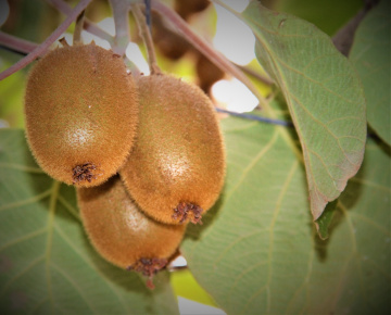 Bahçeden Kiwi