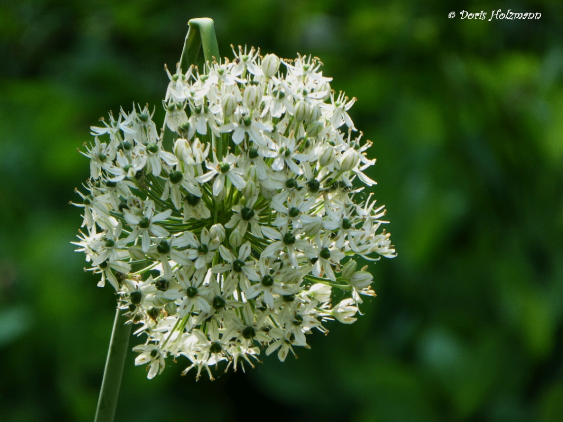 Blüte