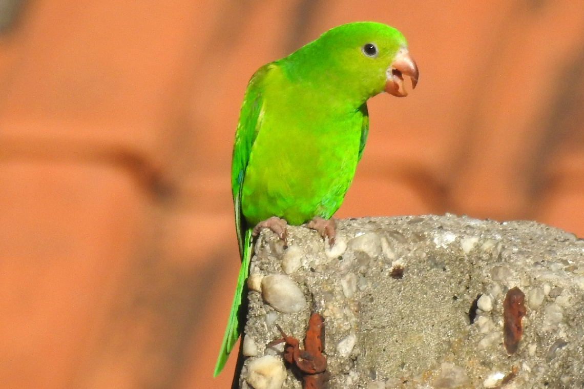 Brotogeris tirica