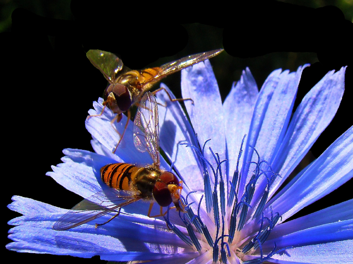 BLÜTE MIT BESUCH