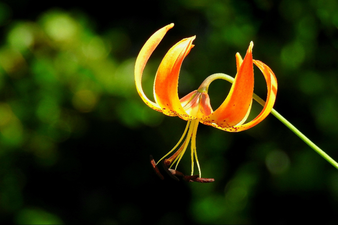 Lily