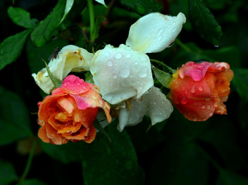 REGENTROPFEN