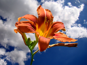 BLÜTE