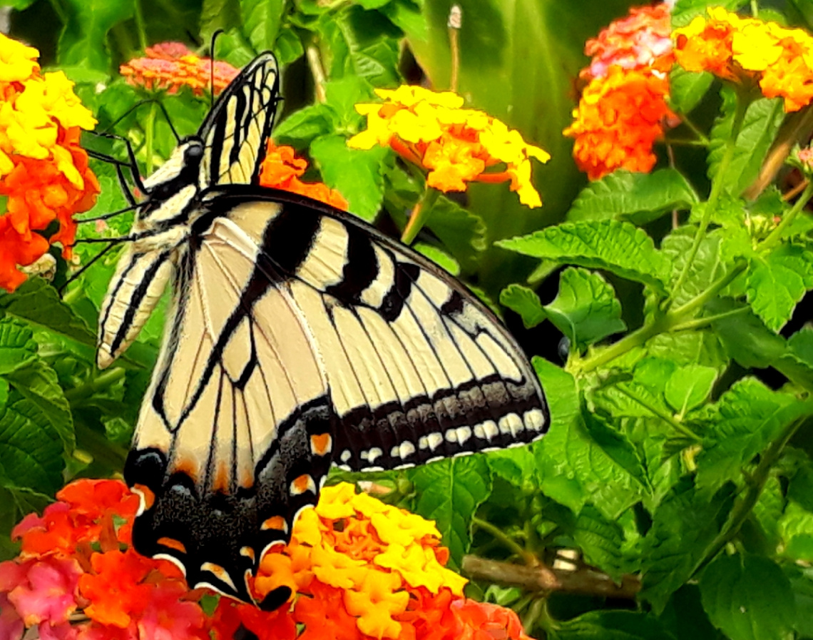 Papilio glaucus