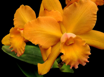 Orchids 