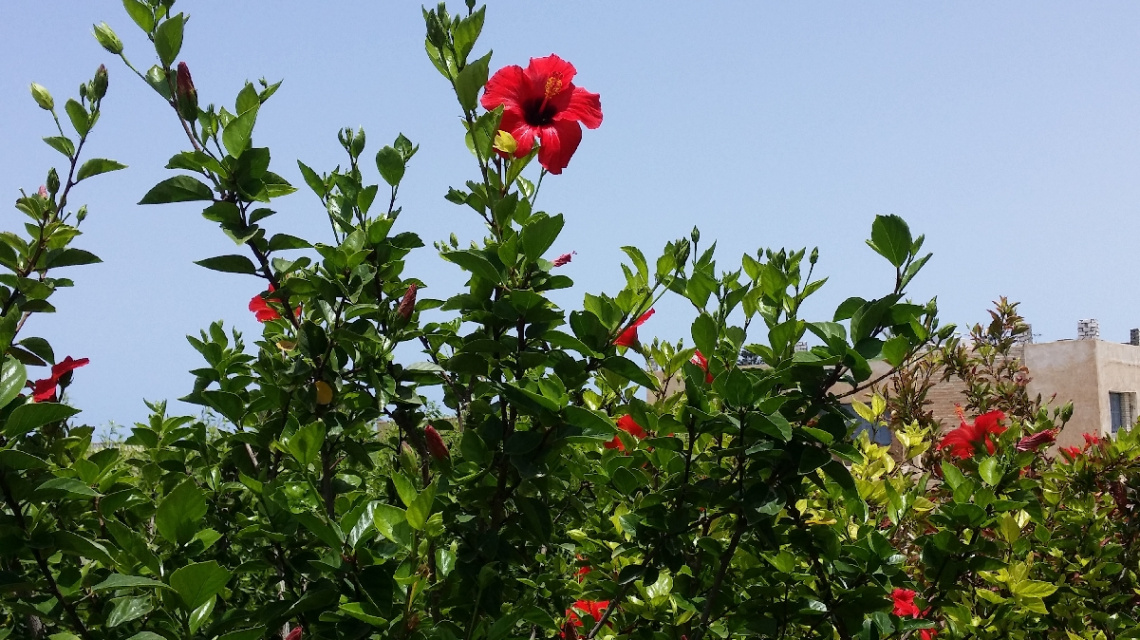 Egypt - North coast - Red roses 
