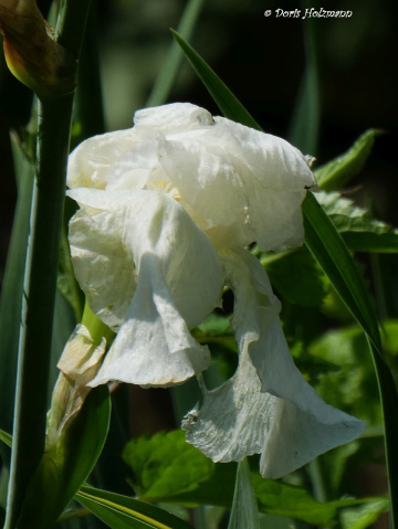 Blüte