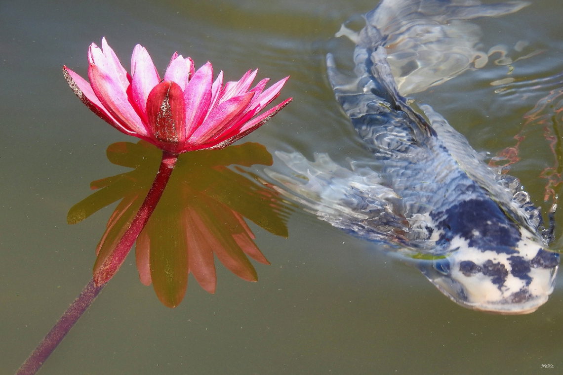 Nymphs with carp fish