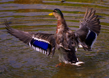 try  to  fly