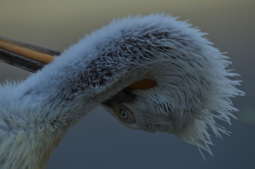 Pelican moment