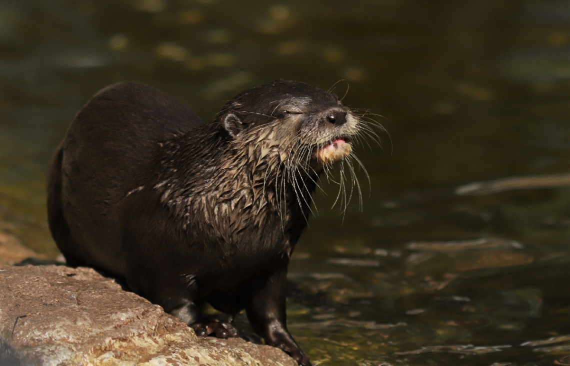 An otter is enjoying the sun