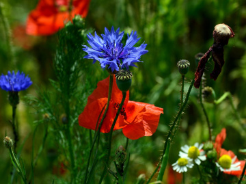 BLÜTEN