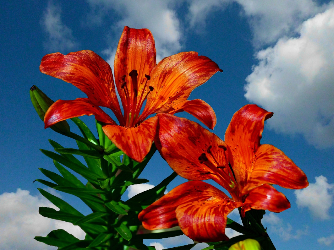 BLÜTEN