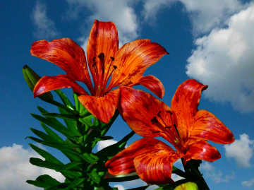 BLÜTEN