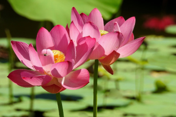 Lotus flowers