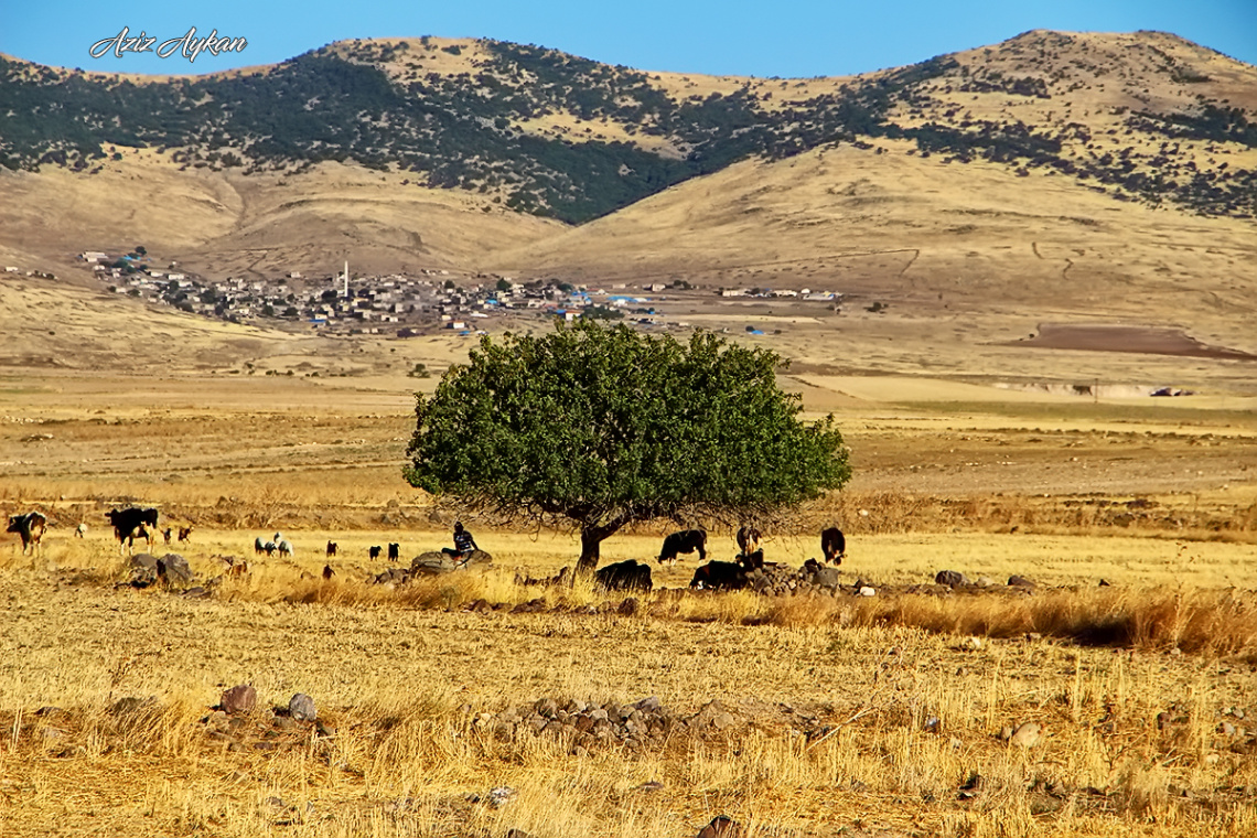 Yaşamak Ve Yaşlanmak..