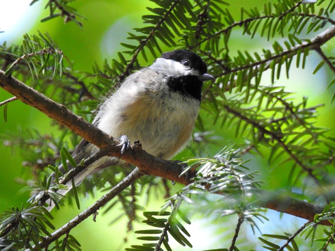 Mountain Chickadee