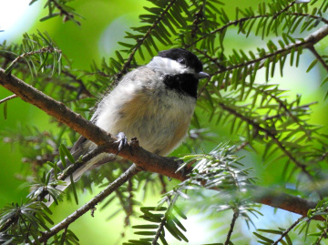 Mountain Chickadee