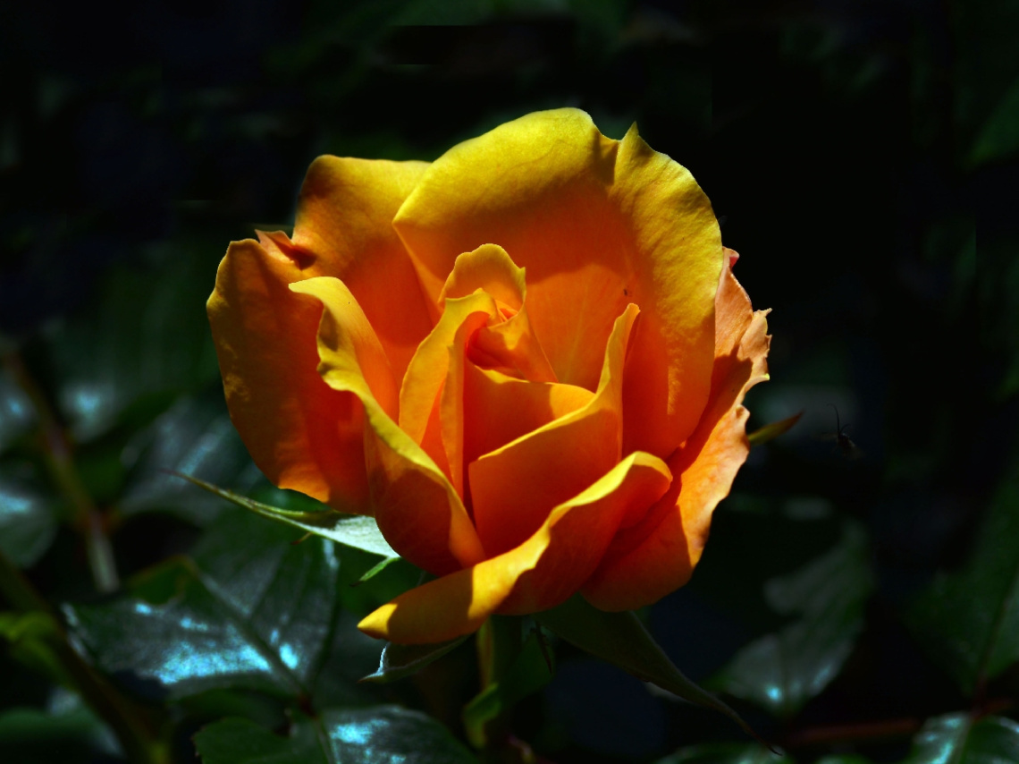 BLÜTE