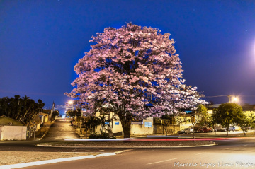 Um ipê rosa à noite.